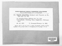 Image of Typhula phacorrhiza